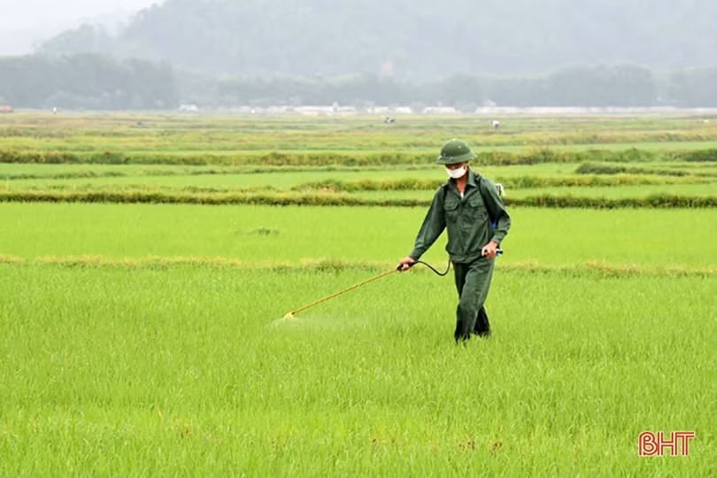 Hướng dẫn phòng trừ sâu cuốn lá nhỏ hại lúa hè thu ở Hà Tĩnh