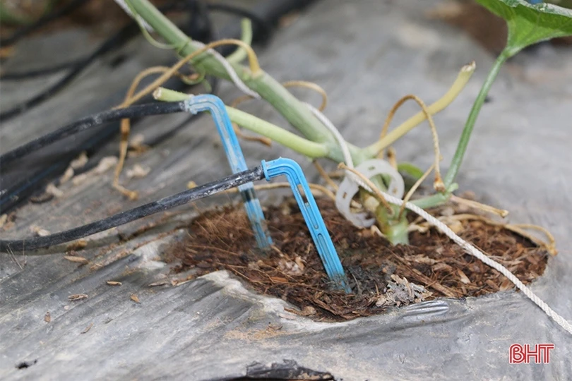 Đổi đời nhờ trồng dưa lưới trong nhà màng