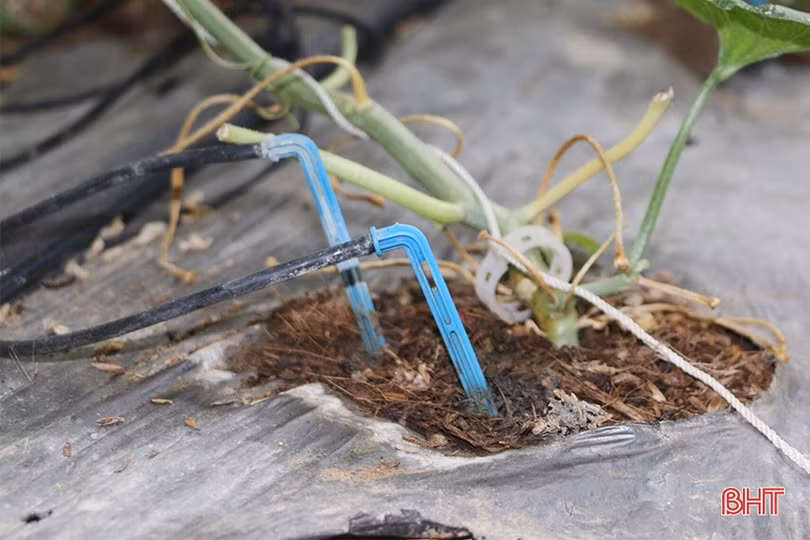 Đổi đời nhờ trồng dưa lưới trong nhà màng