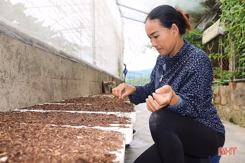 Đổi đời nhờ trồng dưa lưới trong nhà màng