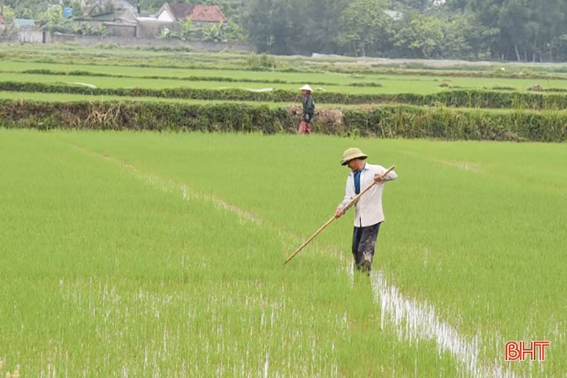 Tạo đột phá cho đồng ruộng Lộc Hà
