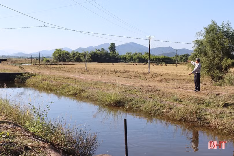 Hàng trăm ha đất lúa ở Cẩm Xuyên bỏ hoang do thiếu nước