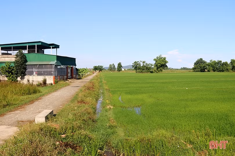 Đồng lúa An Dũng - bao giờ hết cảnh chờ mưa?