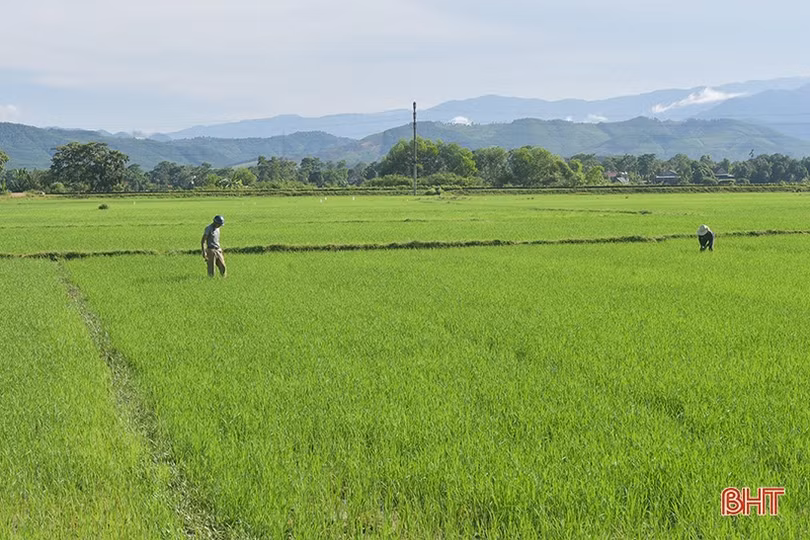 Hương Khê cơ bản khống chế được sâu keo trên lúa hè thu