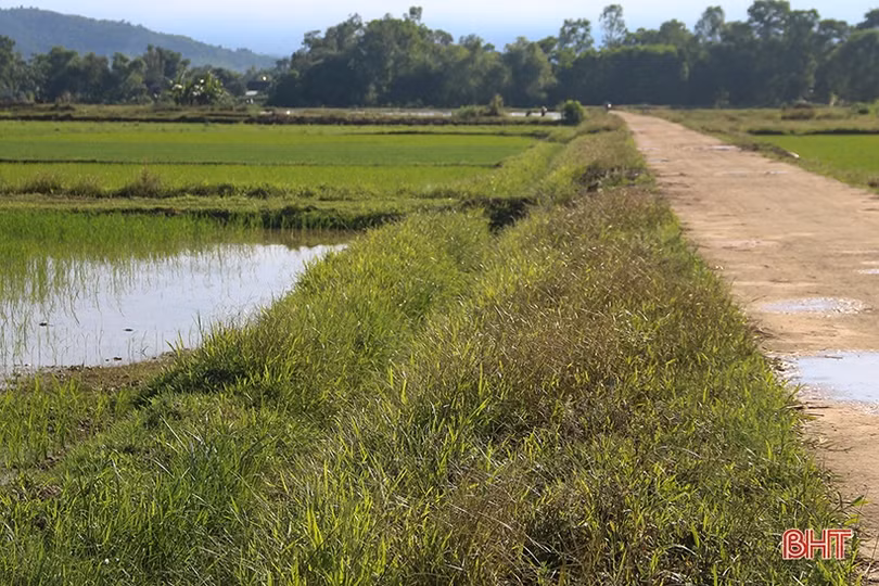 Đồng lúa An Dũng - bao giờ hết cảnh chờ mưa?