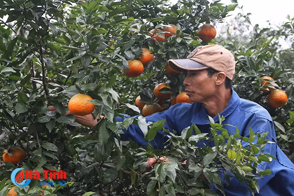 cam bu duoc gia nguoi trong phan khoi