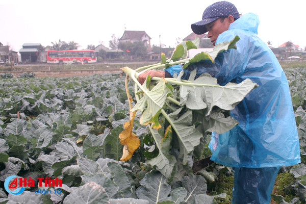 tet cham ngo nong dan van hang say ngoai dong
