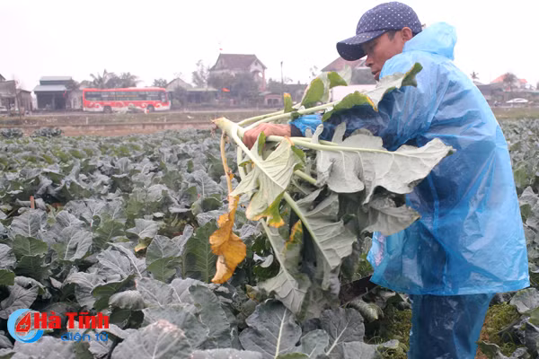 tet cham ngo nong dan van hang say ngoai dong