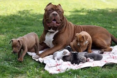 10 giong cho hung du nhat the gioi