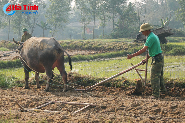 tet cham ngo nong dan van hang say ngoai dong
