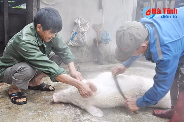 photo vui nhu dau thit lon an tet