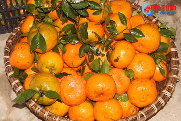 cam bu duoc gia nguoi trong phan khoi