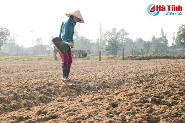 tet cham ngo nong dan van hang say ngoai dong