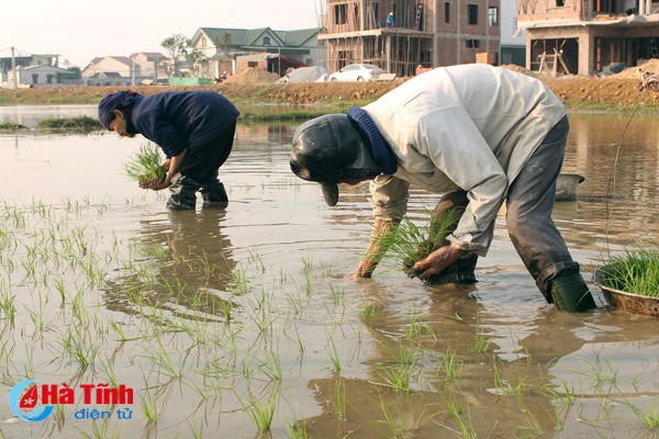 tet cham ngo nong dan van hang say ngoai dong