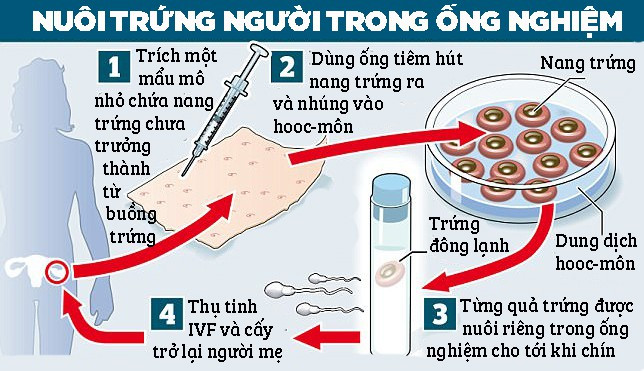 dot pha nuoi thanh cong trung nguoi trong phong thi nghiem
