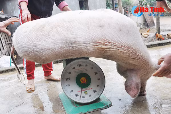 photo vui nhu dau thit lon an tet