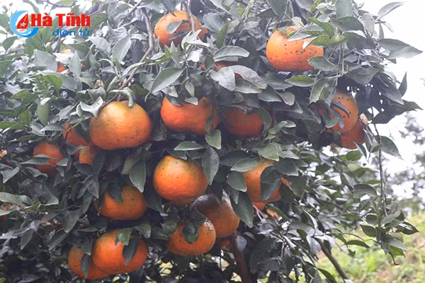 cam bu duoc gia nguoi trong phan khoi