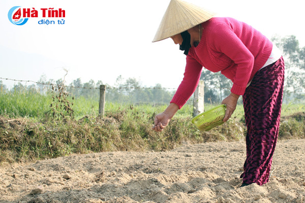 tet cham ngo nong dan van hang say ngoai dong