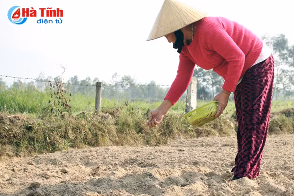 tet cham ngo nong dan van hang say ngoai dong