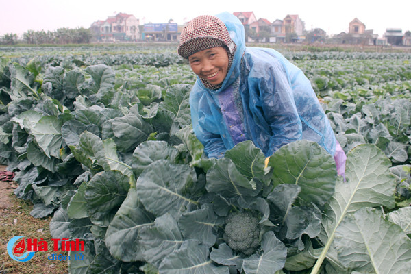 tet cham ngo nong dan van hang say ngoai dong