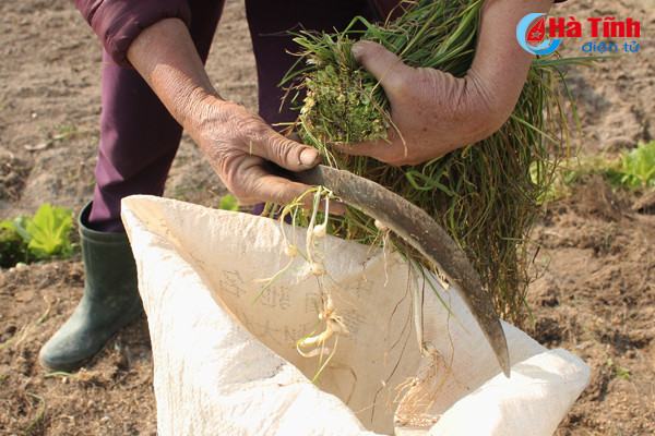 tet cham ngo nong dan van hang say ngoai dong