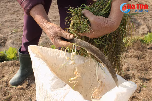 tet cham ngo nong dan van hang say ngoai dong