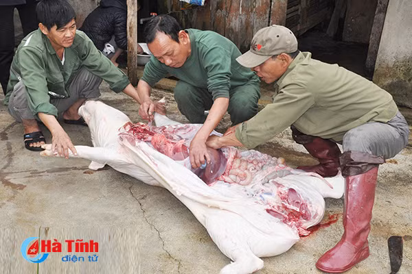 photo vui nhu dau thit lon an tet