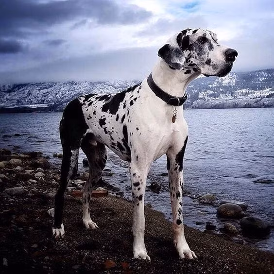 10 giong cho hung du nhat the gioi