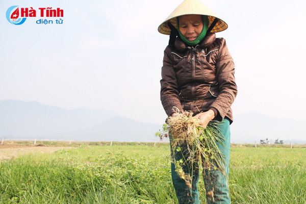 tet cham ngo nong dan van hang say ngoai dong
