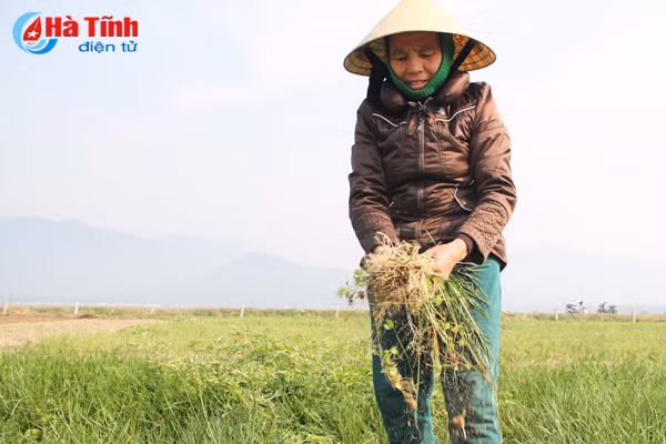 tet cham ngo nong dan van hang say ngoai dong