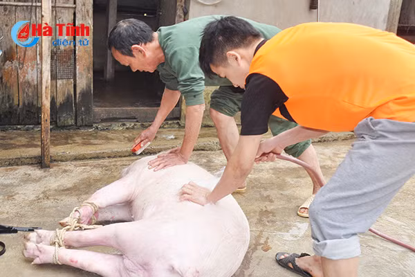 photo vui nhu dau thit lon an tet