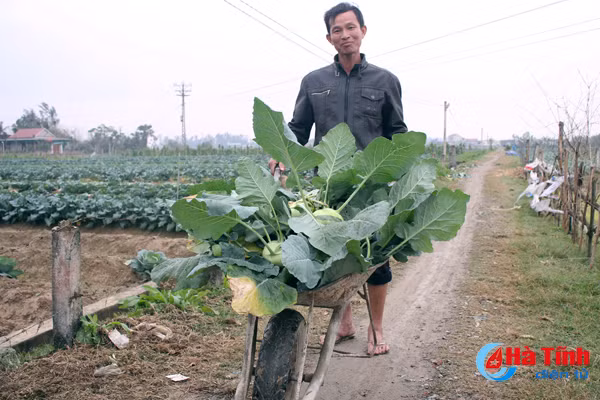 tet cham ngo nong dan van hang say ngoai dong