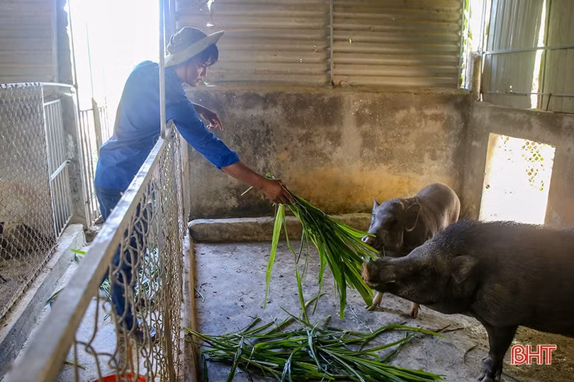 Nuôi lợn rừng, bí thư đoàn xã ở Hà Tĩnh thu 200 triệu đồng/năm
