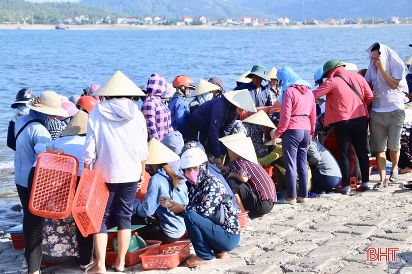 Hơn 1 tuần, ngư dân ở Hà Tĩnh trúng đậm gần 10 tấn mực, thu 2,8 tỷ đồng
