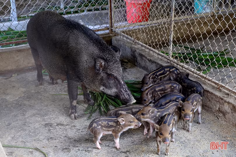 Nuôi lợn rừng, bí thư đoàn xã ở Hà Tĩnh thu 200 triệu đồng/năm