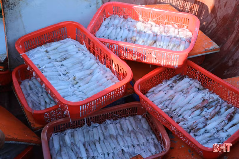 Hơn 1 tuần, ngư dân ở Hà Tĩnh trúng đậm gần 10 tấn mực, thu 2,8 tỷ đồng