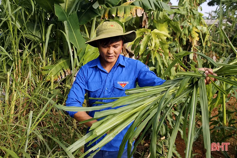 Nuôi lợn rừng, bí thư đoàn xã ở Hà Tĩnh thu 200 triệu đồng/năm