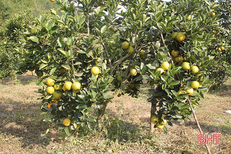 Tháo gỡ khó khăn, sớm đưa sản phẩm OCOP Hà Tĩnh bắt nhịp phát triển