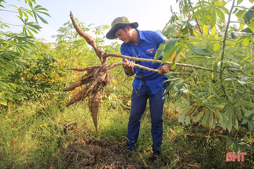 Nuôi lợn rừng, bí thư đoàn xã ở Hà Tĩnh thu 200 triệu đồng/năm
