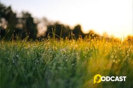 Podcast: Tản văn - Có những sớm mai