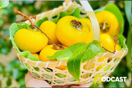 Podcast tản văn: Hương thị mùa thu