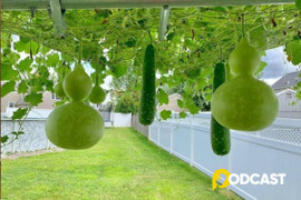 Podcast truyện ngắn: Anh bầu, em bí