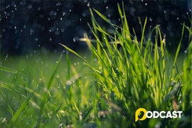 Podcast truyện ngắn: Nhật ký của một hạt mưa