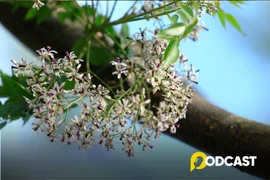 Podcast tản văn: Rưng rưng sắc tím hoa xoan