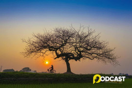 Podcast Tản văn: Cây đa làng