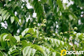 Podcast tản văn: Vị sấu quê