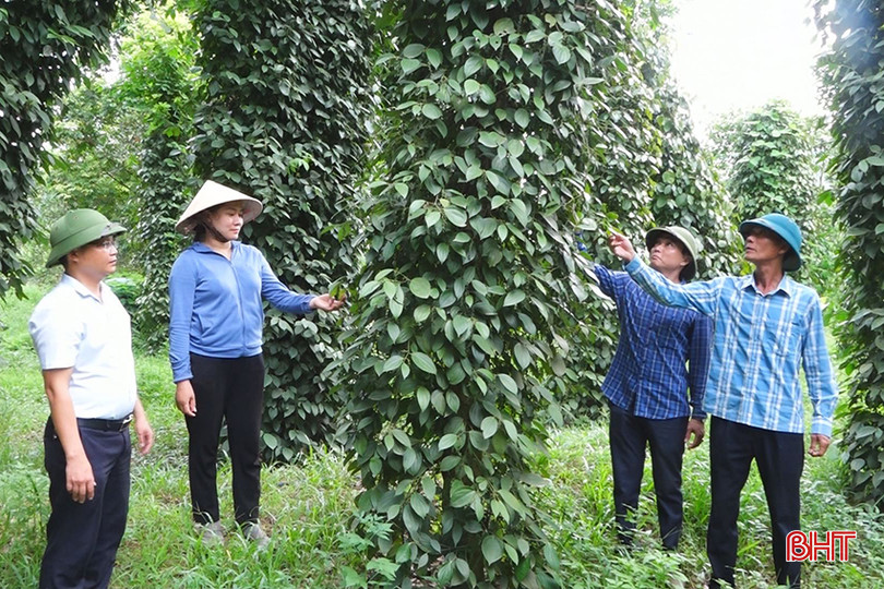Các mô hình kinh tế góp phần quan trọng giúp Kỳ Tân sớm về đích NTM nâng cao. (Ảnh: Huyền Trang) 7777.jpg