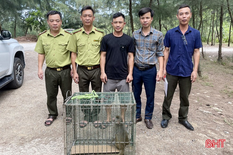 Vườn Quốc gia Vũ Quang tiếp nhận cá thể khỉ vàng từ gia đình anh Nguyễn Thắng Văn. 2.jpg