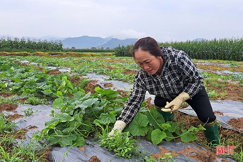 Nông dân Xuân Hồng chăm sóc đồng dưa. 4555.jpg