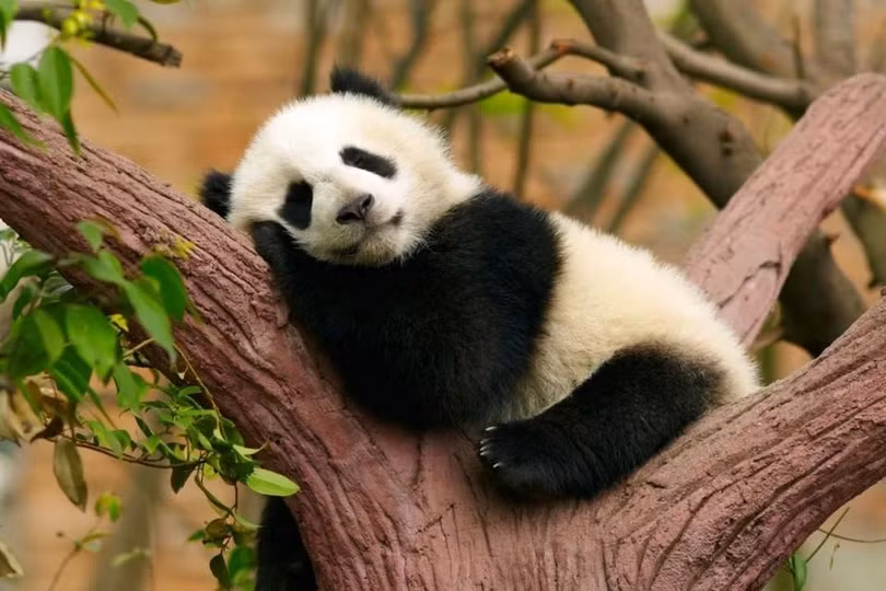 Cơ sở nghiên cứu và gây giống gấu trúc Thành Đô là một trong những điểm nổi tiếng thu hút khách du lịch ở địa phương. Ảnh: @lonelyplanet_it.